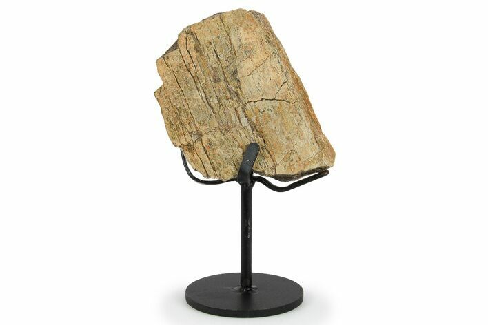 Fossil Sauropod Rib Section w/ Metal Stand - Colorado #294903